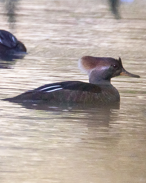 Hooded Merganser