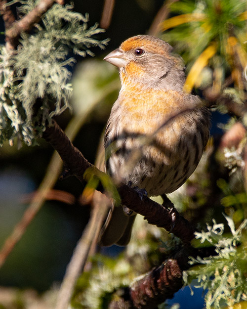 House Finch