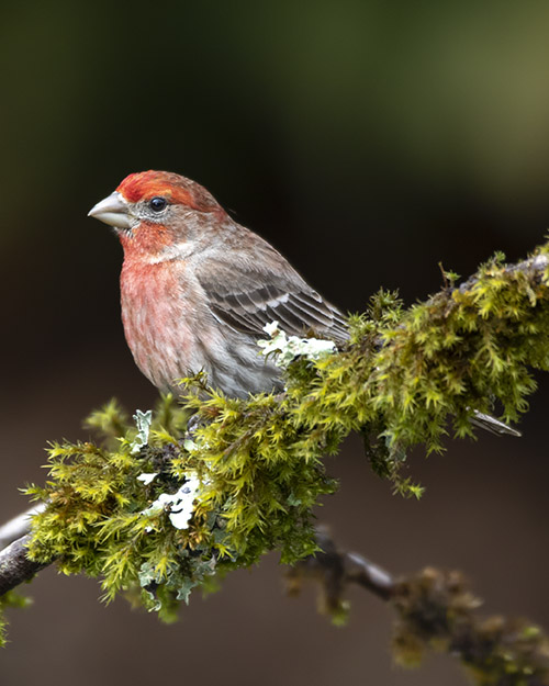 House Finch