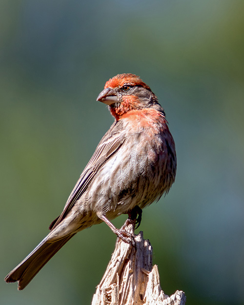 House Finch