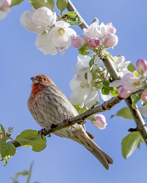 House Finch