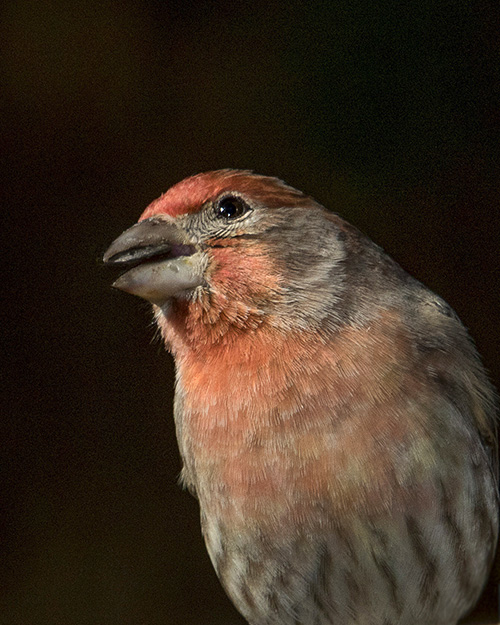 House Finch