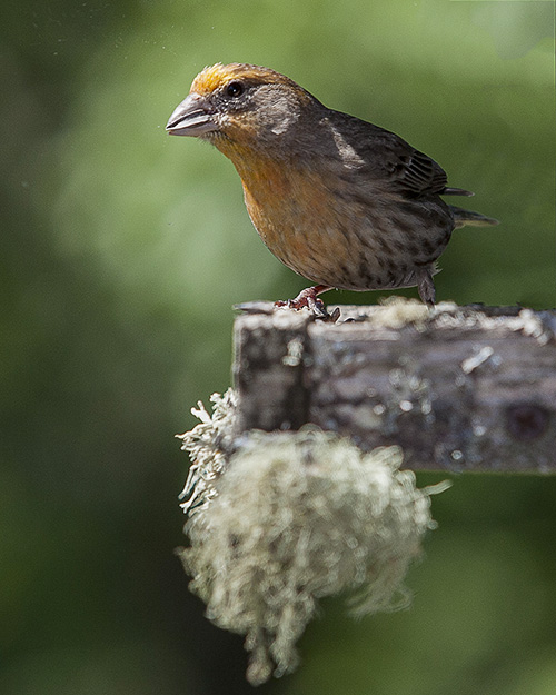 House Finch