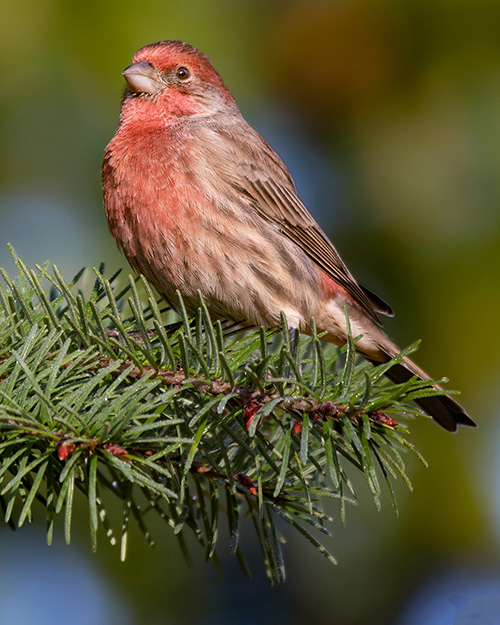 House Finch