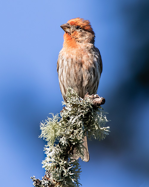 House Finch