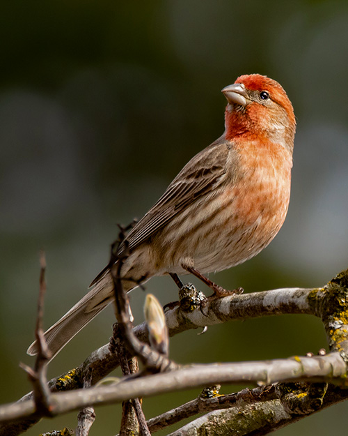 House Finch