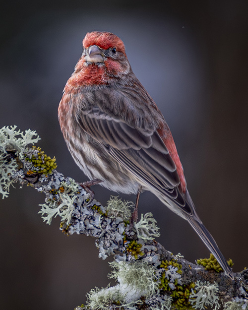House Finch