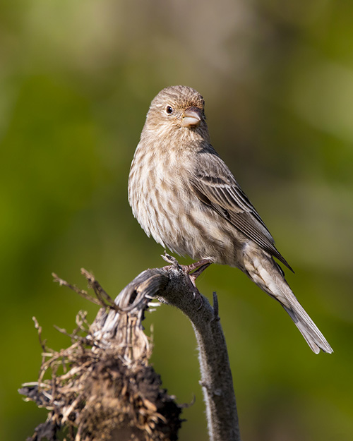 House Finch