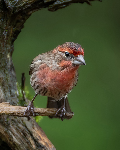 House Finch