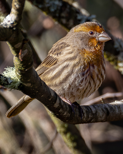 House Finch