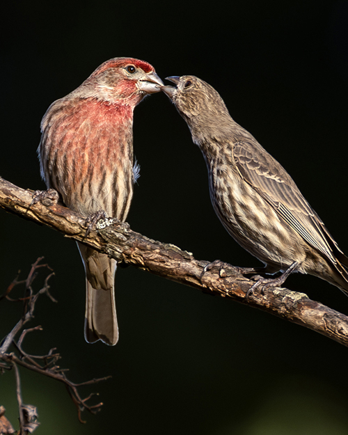 House Finch