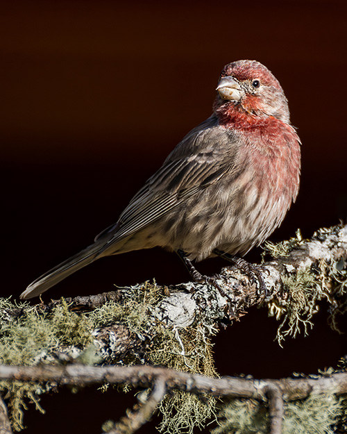 House Finch