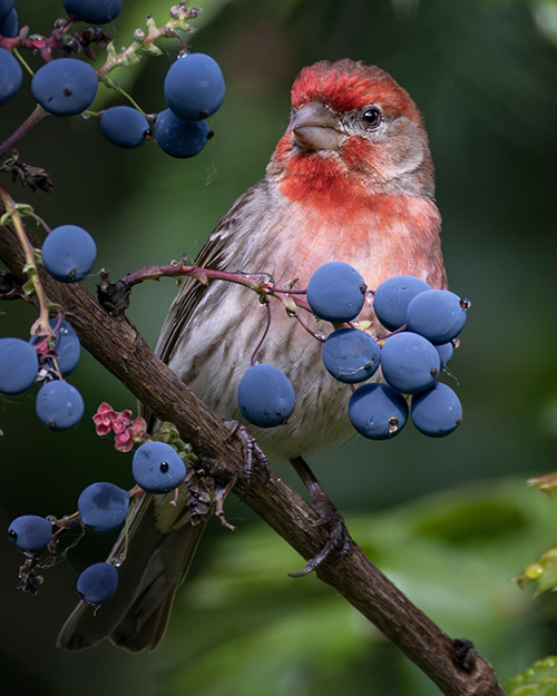 House Finch