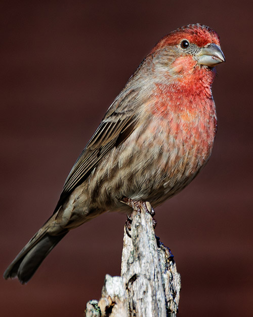 House Finch