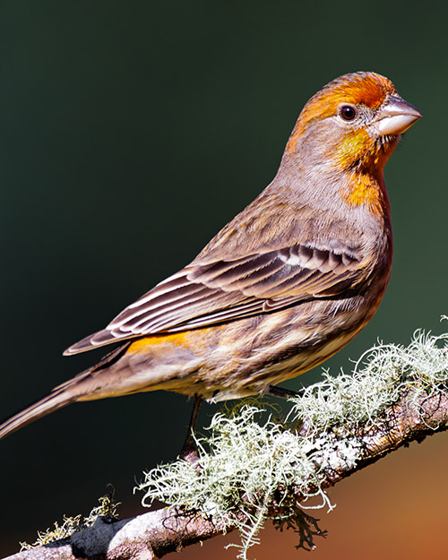 House Finch