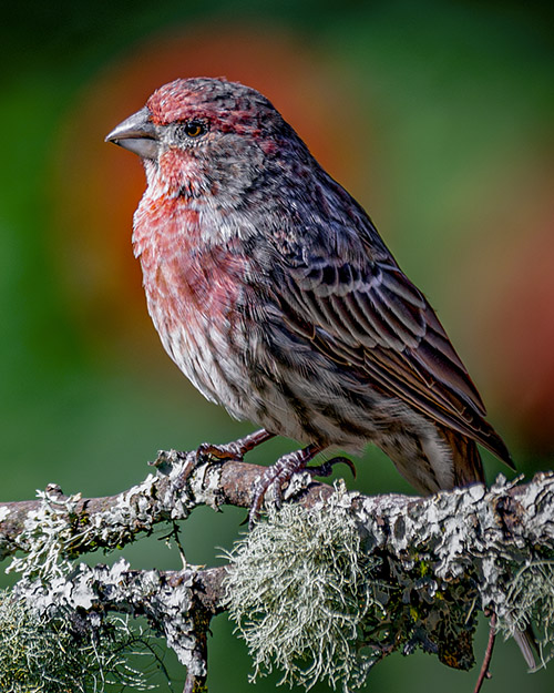 House Finch