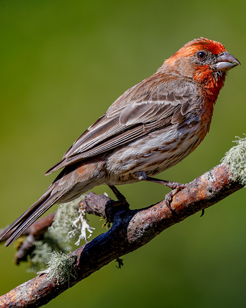 House Finch