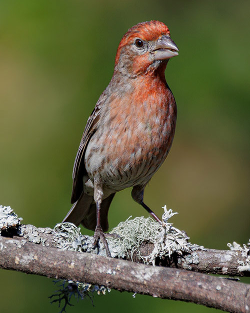 House Finch