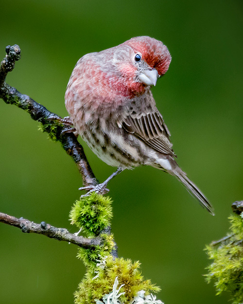 House Finch