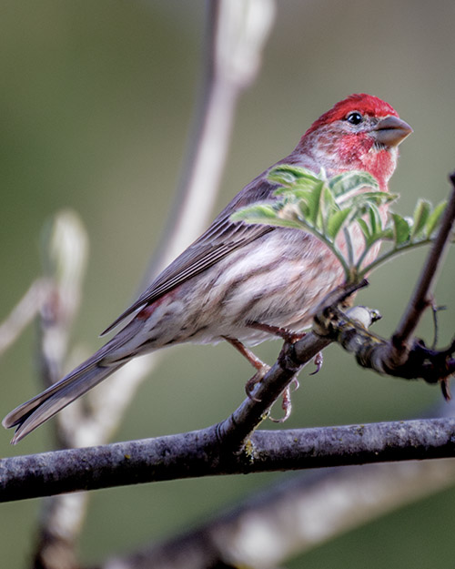 House Finch