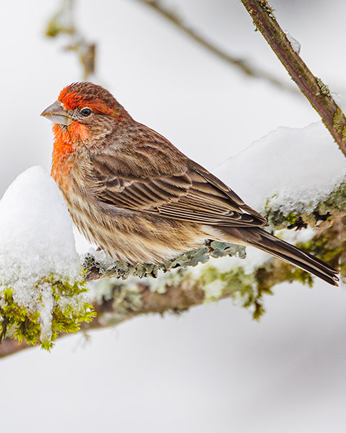 House Finch