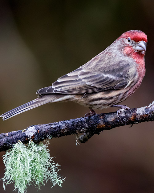 House Finch