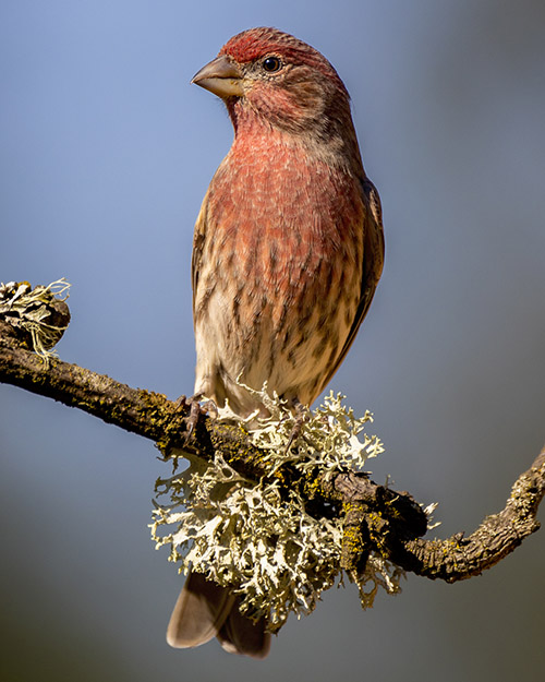 House Finch