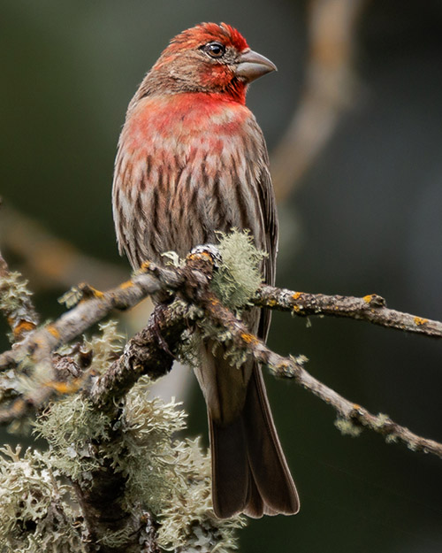 House Finch