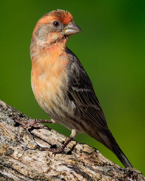 House Finch