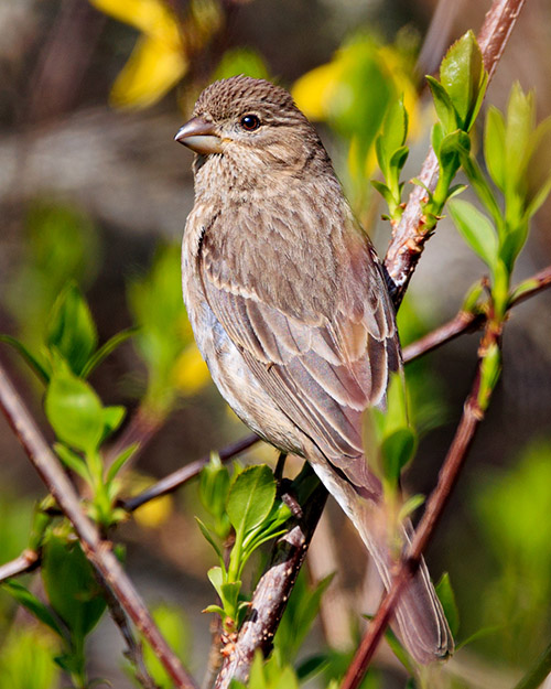 House Finch