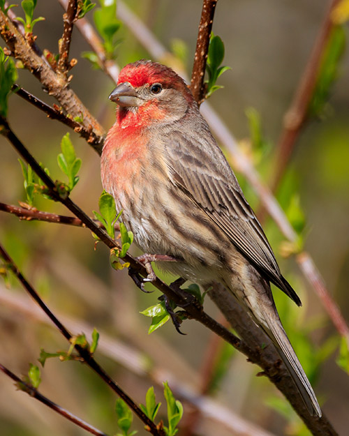 House Finch