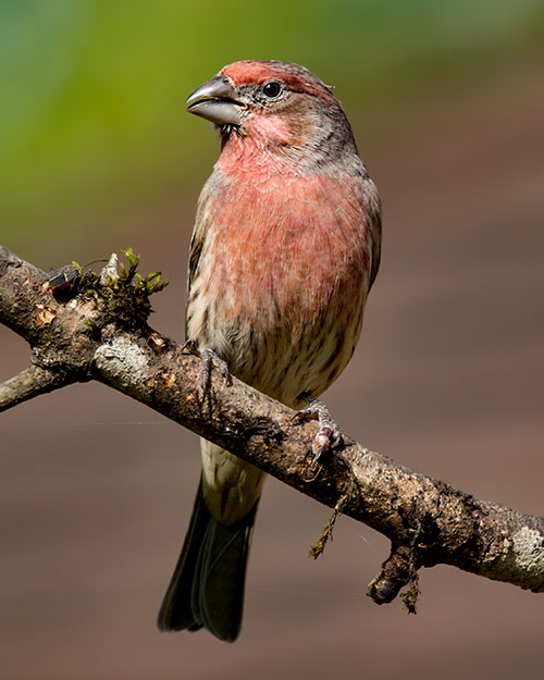 House Finch