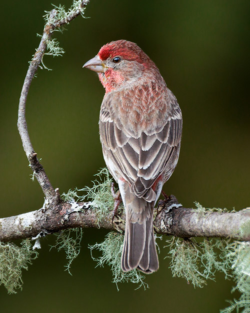 House Finch