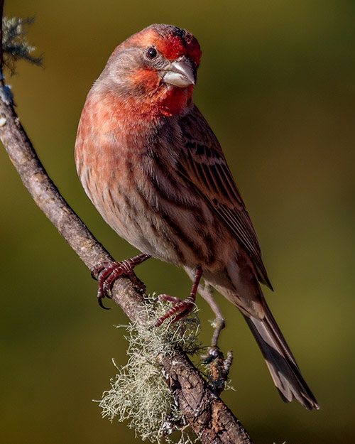 House Finch