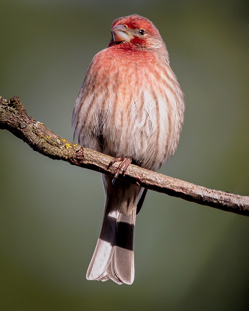 House Finch