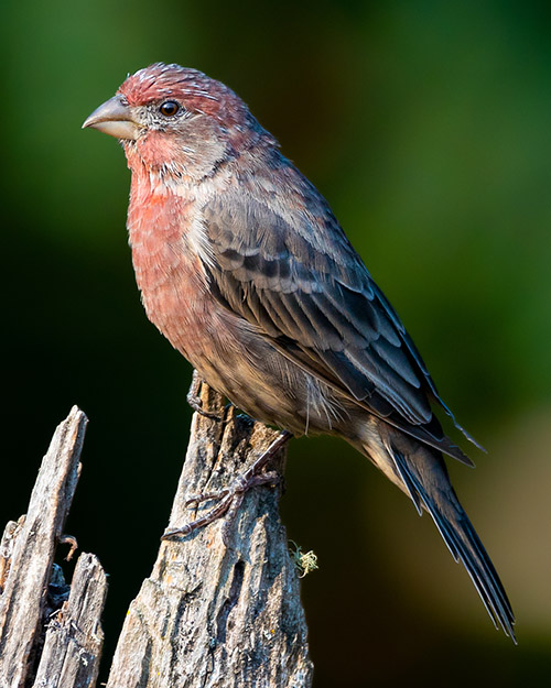 House Finch