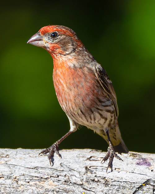 House Finch