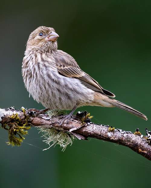 House Finch