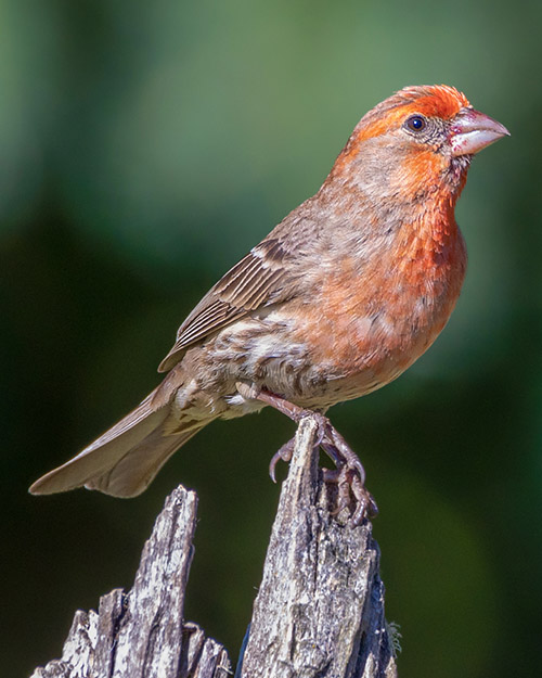 House Finch