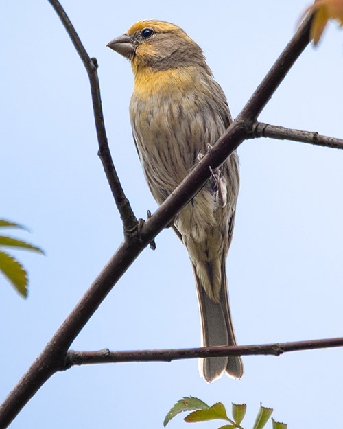 House Finch