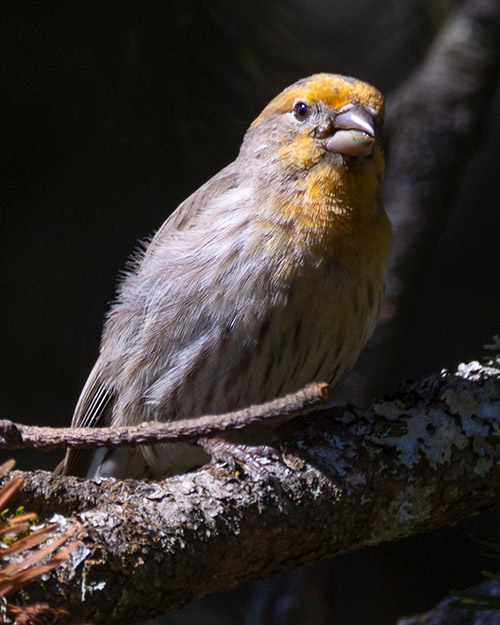 House Finch