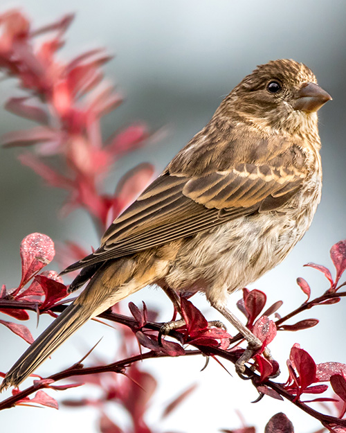 House Finch