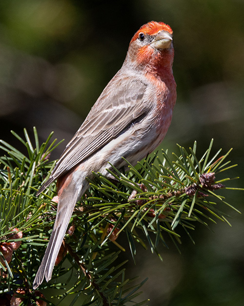 House Finch