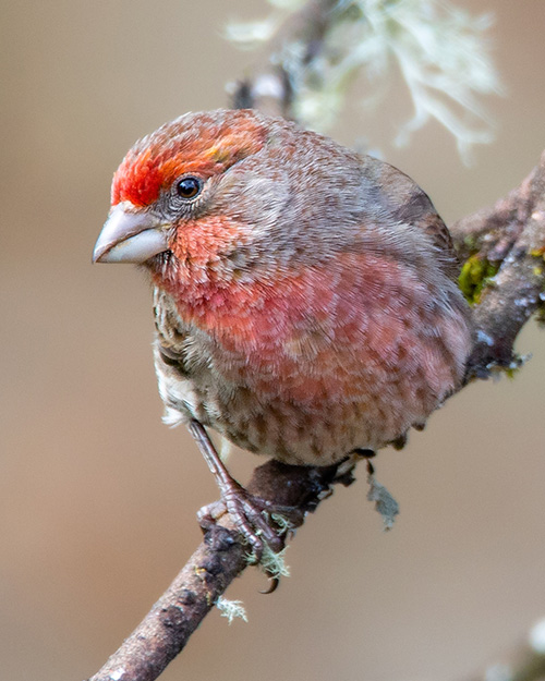 House Finch