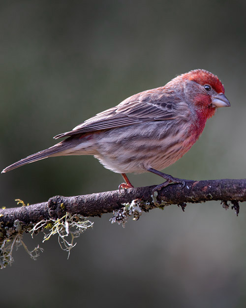 House Finch