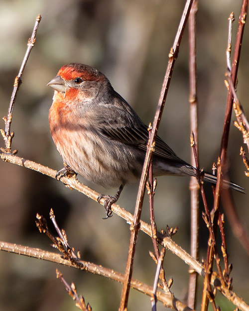 House Finch