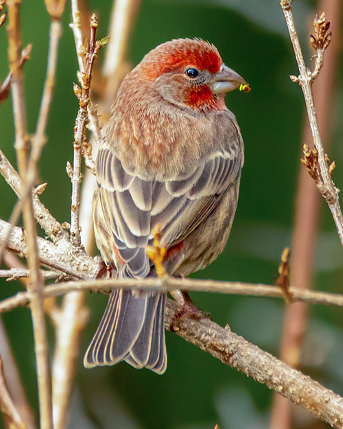 House Finch