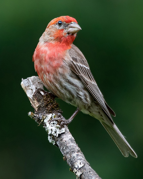 House Finch