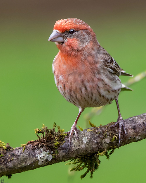 House Finch