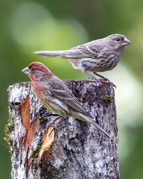 House Finch